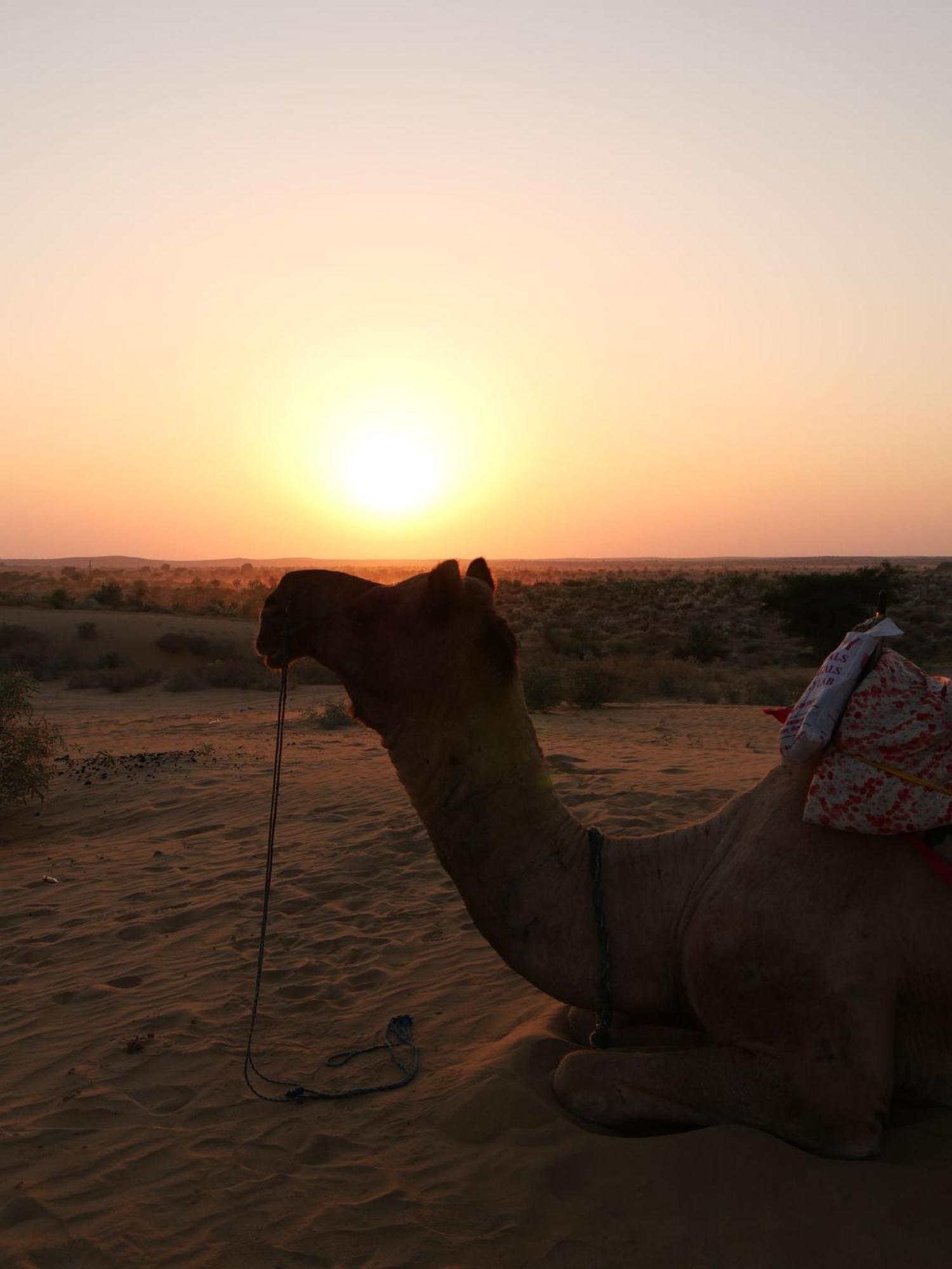 Ideal Guest House Jaisalmer Exteriör bild